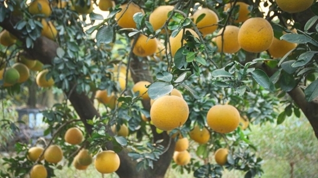 Bưởi cảnh, quất thế hàng chục triệu sẵn sàng "bung hàng" dịp Tết 2026