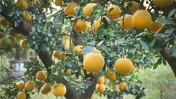 Bưởi cảnh, quất thế hàng chục triệu sẵn sàng "bung hàng" dịp Tết 2026