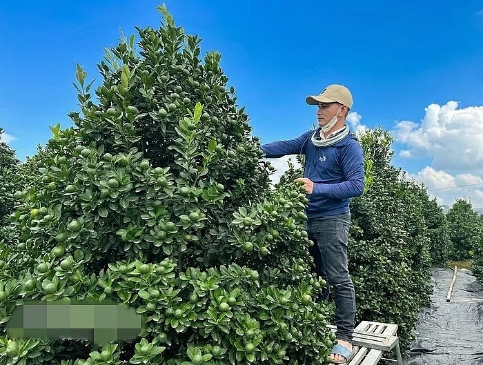 Bưởi cảnh, quất thế hàng chục triệu sẵn sàng "bung hàng" dịp Tết 2026