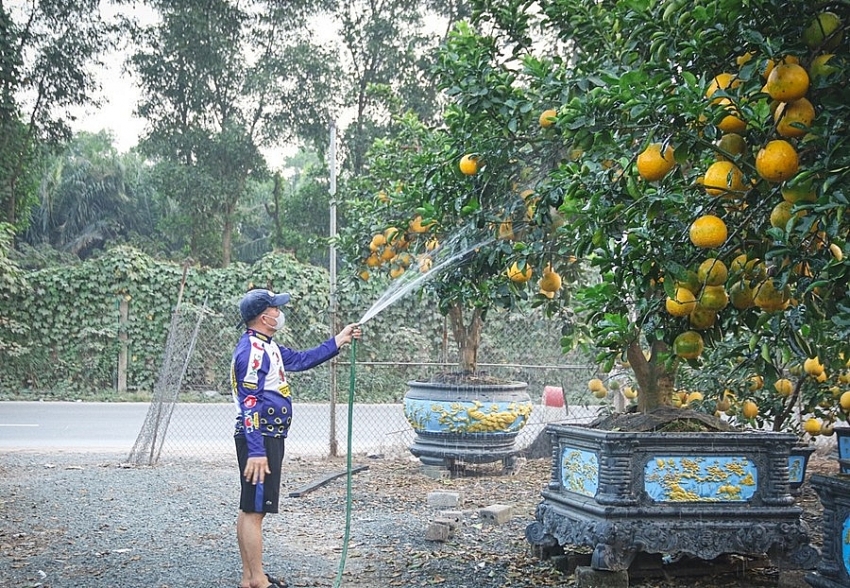 Bưởi cảnh, quất thế hàng chục triệu sẵn sàng "bung hàng" dịp Tết 2026