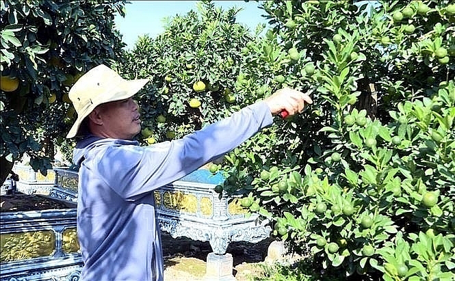 Bưởi cảnh, quất thế hàng chục triệu sẵn sàng "bung hàng" dịp Tết 2026