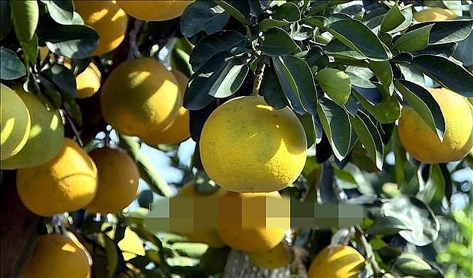 Bưởi cảnh, quất thế hàng chục triệu sẵn sàng "bung hàng" dịp Tết 2026