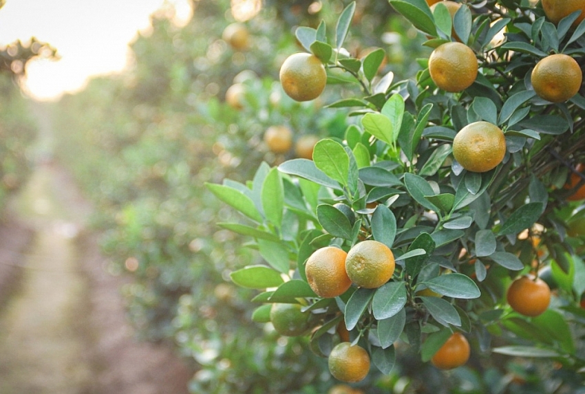 Bưởi cảnh, quất thế hàng chục triệu sẵn sàng "bung hàng" dịp Tết 2026