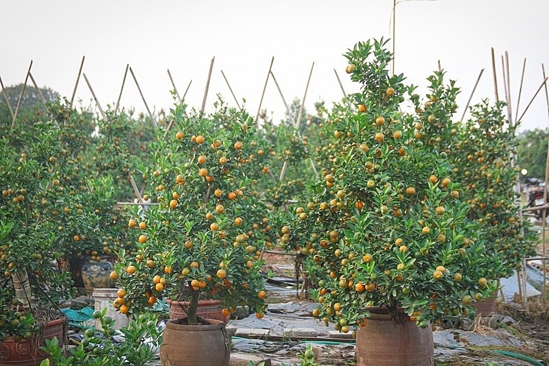 Bưởi cảnh, quất thế hàng chục triệu sẵn sàng "bung hàng" dịp Tết 2026