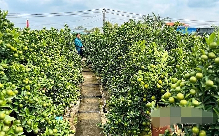 Bưởi cảnh, quất thế hàng chục triệu sẵn sàng "bung hàng" dịp Tết 2026