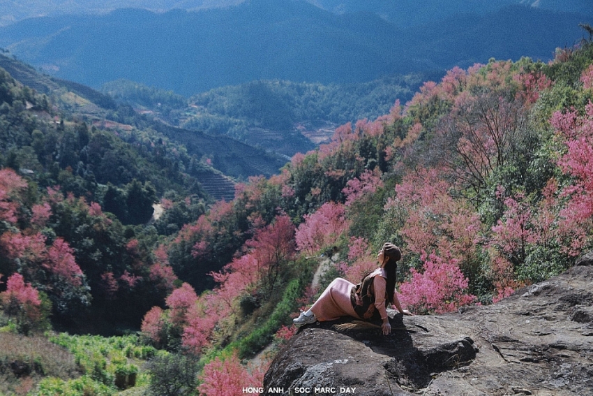 Hoa Tớ Dày vào mùa đẹp nhất, gọi bước chân du khách đến Mù Cang Chải