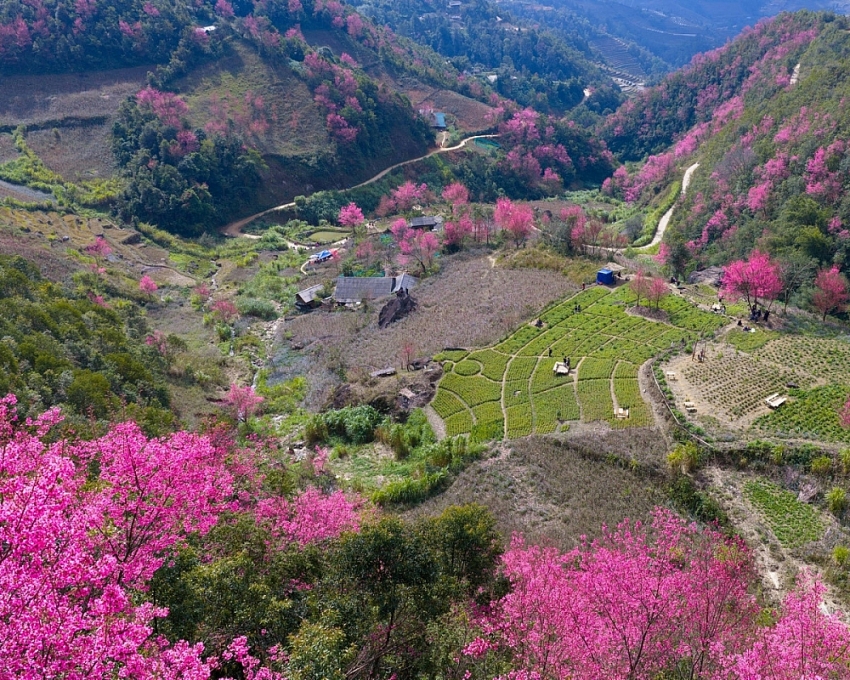 Hoa Tớ Dày vào mùa đẹp nhất, gọi bước chân du khách đến Mù Cang Chải