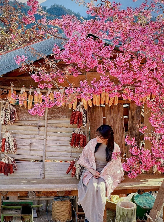 Hoa Tớ Dày vào mùa đẹp nhất, gọi bước chân du khách đến Mù Cang Chải
