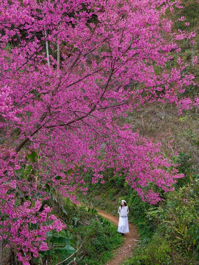 Hoa Tớ Dày vào mùa đẹp nhất, gọi bước chân du khách đến Mù Cang Chải