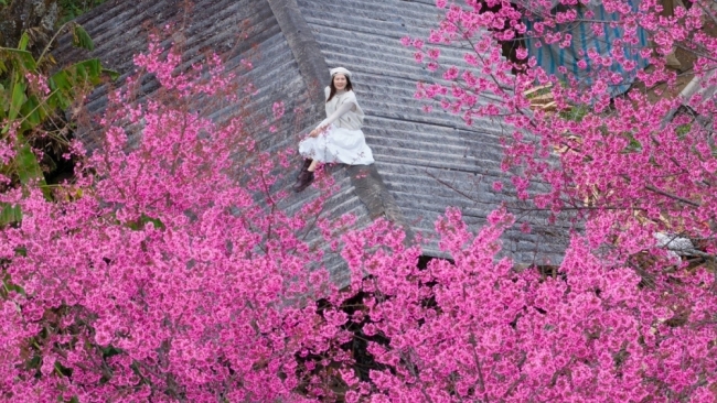 Hoa Tớ Dày vào mùa đẹp nhất, gọi bước chân du khách đến Mù Cang Chải