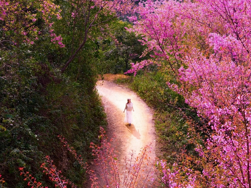 Hoa Tớ Dày vào mùa đẹp nhất, gọi bước chân du khách đến Mù Cang Chải