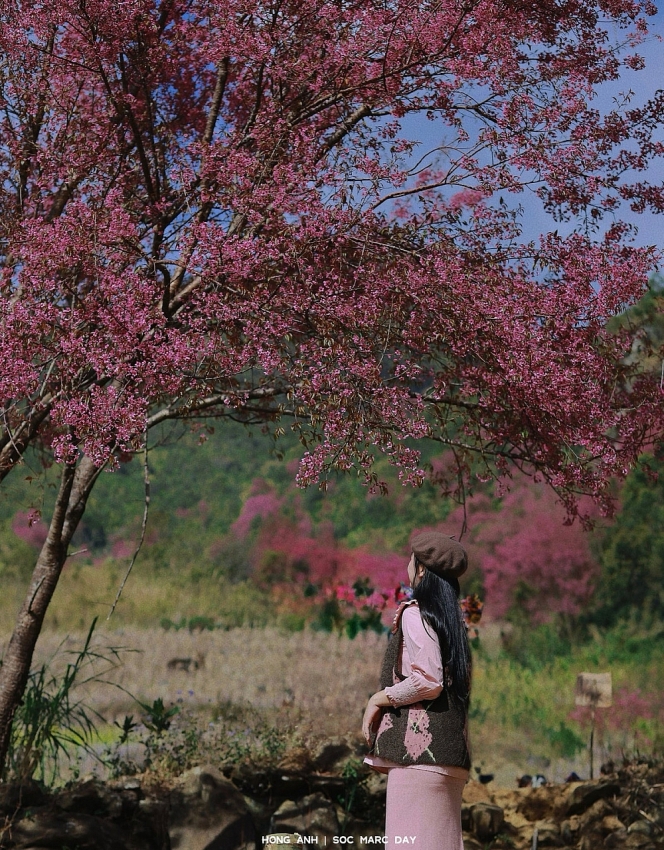 Hoa Tớ Dày vào mùa đẹp nhất, gọi bước chân du khách đến Mù Cang Chải