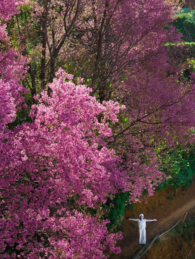 Hoa Tớ Dày vào mùa đẹp nhất, gọi bước chân du khách đến Mù Cang Chải
