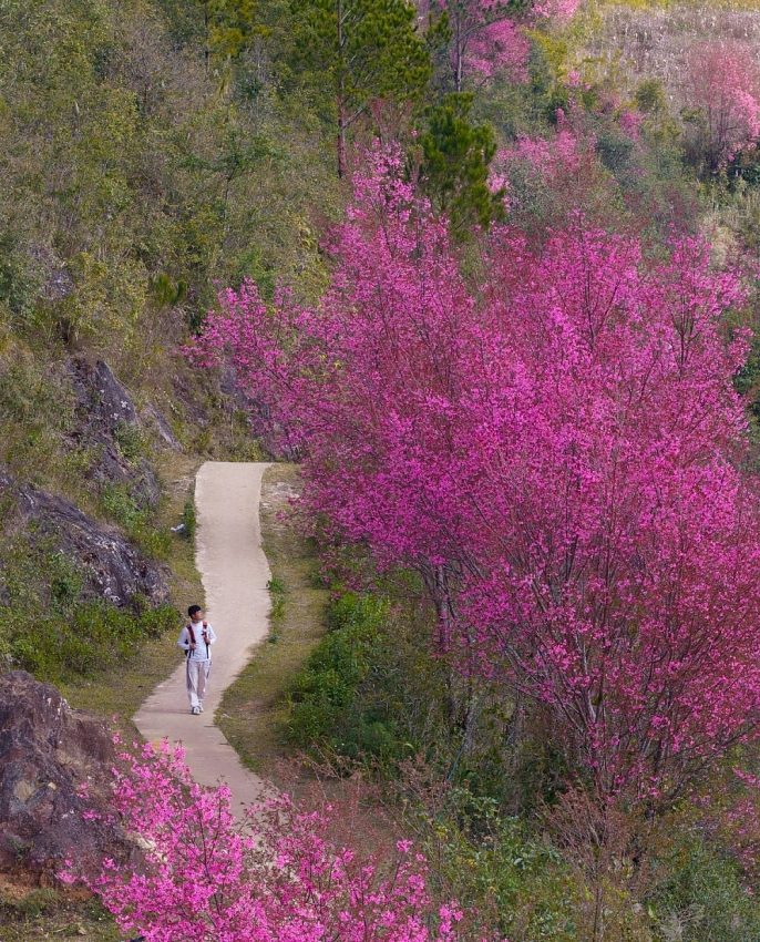 Hoa Tớ Dày vào mùa đẹp nhất, gọi bước chân du khách đến Mù Cang Chải