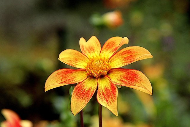 Tử vi tuần mới (29/12/2025 - 4/1/2026): Tuổi Sửu củng cố địa vị, tuổi Mùi sự nghiệp thăng tiến Tử vi tuần mới (29/12/2025 - 4/1/2026): Tuổi Sửu củng cố địa vị, tuổi Mùi sự nghiệp thăng tiến