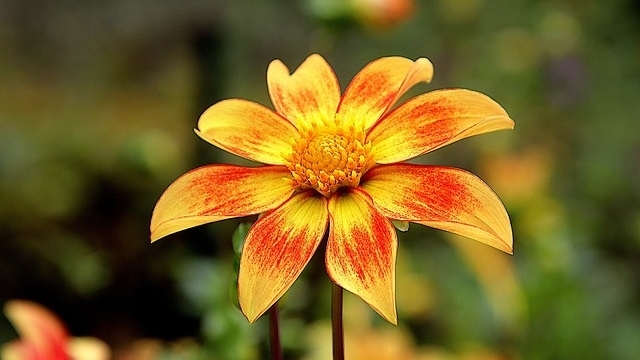 Tử vi tuần mới (29/12/2025 - 4/1/2026): Tuổi Sửu củng cố địa vị, tuổi Mùi sự nghiệp thăng tiến