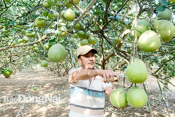 Đồng Nai: Ngành Nông nghiệp cần ứng phó linh hoạt trong tình hình mới