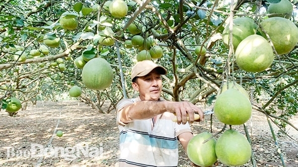 Đồng Nai: Ngành Nông nghiệp cần ứng phó linh hoạt trong tình hình mới