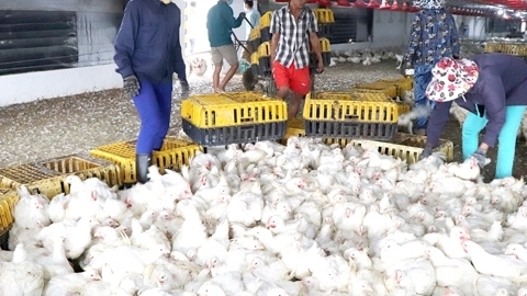 Đồng Nai: Mô hình chăn nuôi không gây ô nhiễm môi trường