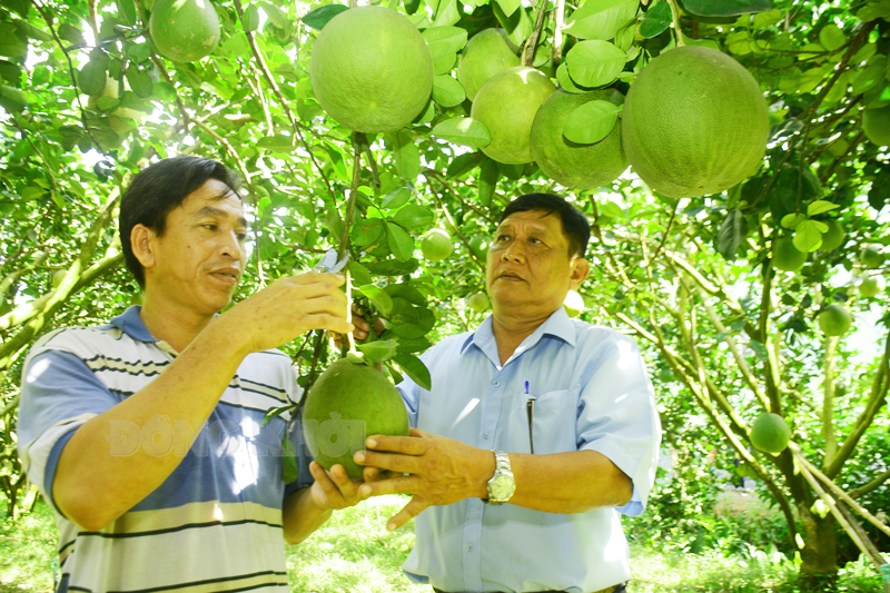 Anh Lê Văn Nhũ (bìa trái) ở ấp Hòa Hưng đang thu hoạch bưởi đạt tiêu chuẩn VietGAP.