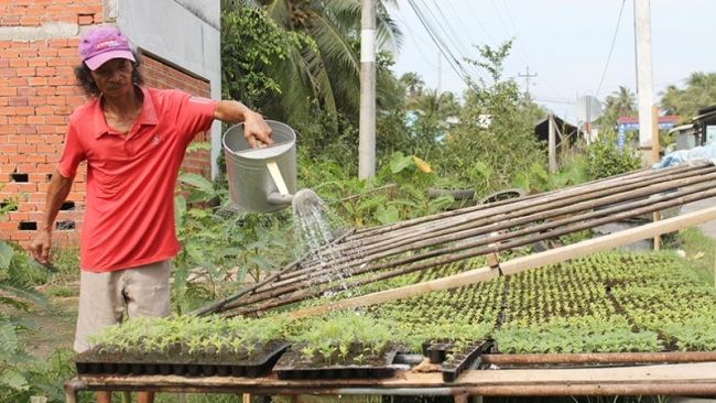 Bến Tre: Nông dân Thành Thới A tích cực ươm hoa nở bán Tết