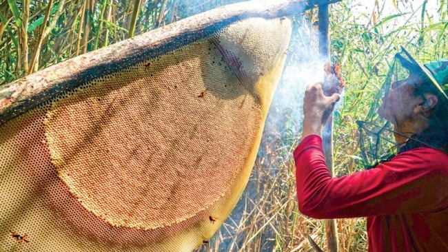 Cà Mau: Mùa nước rọt