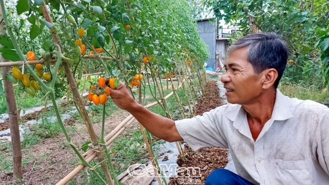 Cà Mau: Mạnh dạn đưa giống mới về địa phương