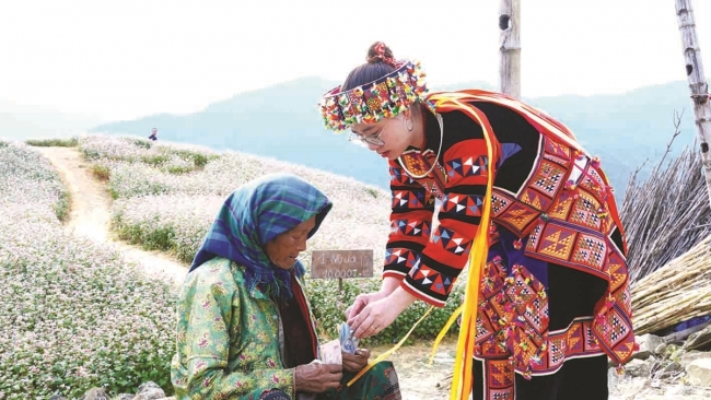 Hoa nở trên Cao nguyên đá