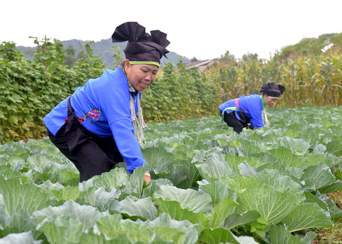 Hà Giang: Quyết Tiến chuyển mình mạnh mẽ