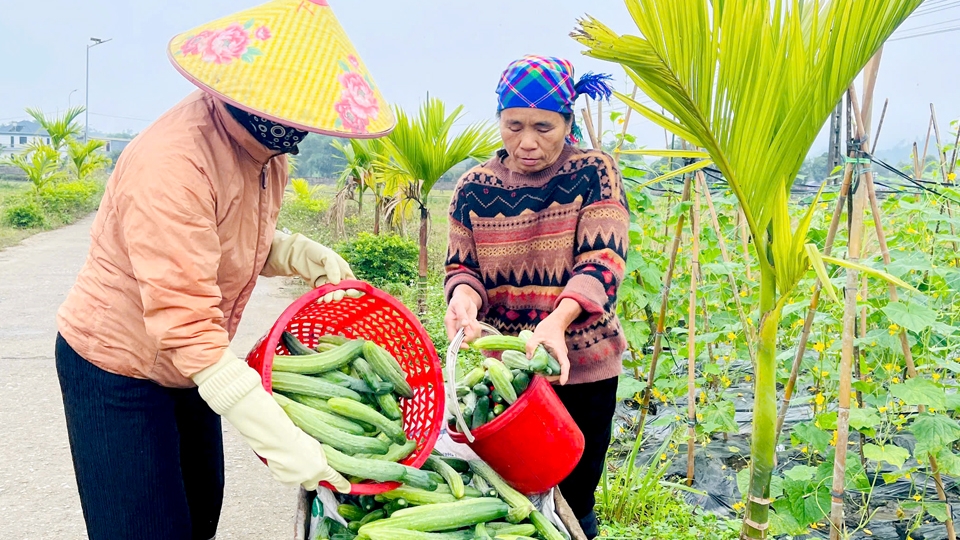 Hà Giang: Dưa chuột phủ xanh ruộng đồng Việt Lâm