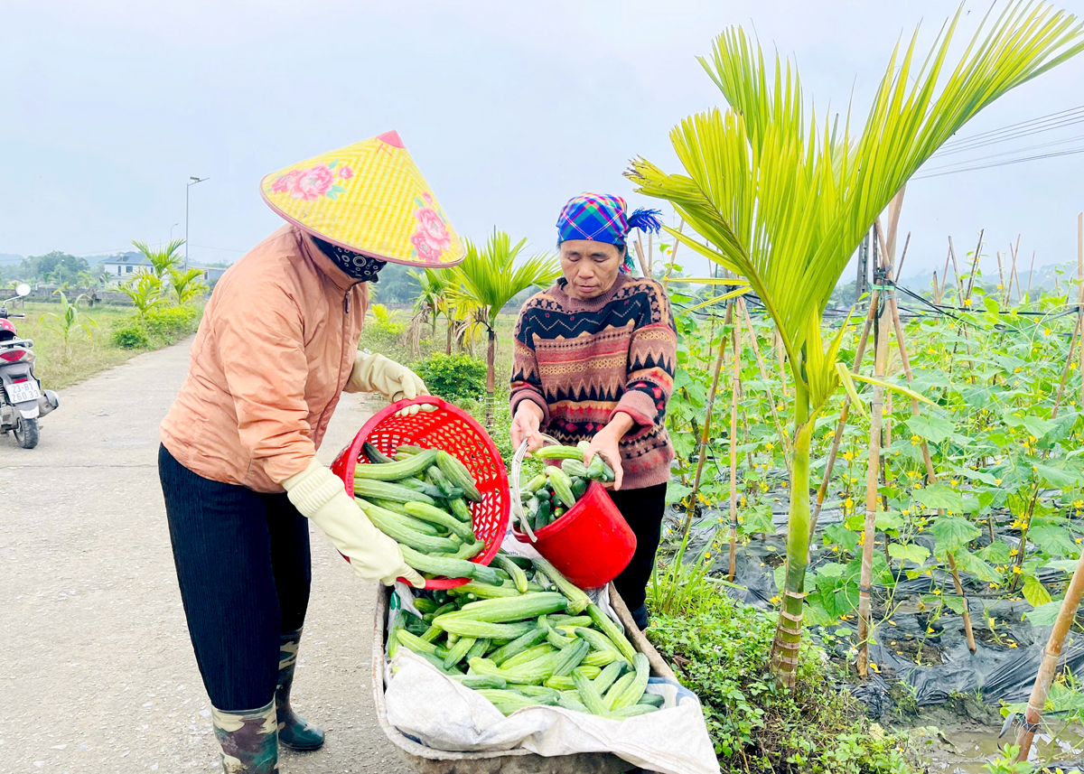 Hà Giang: Dưa chuột phủ xanh ruộng đồng Việt Lâm