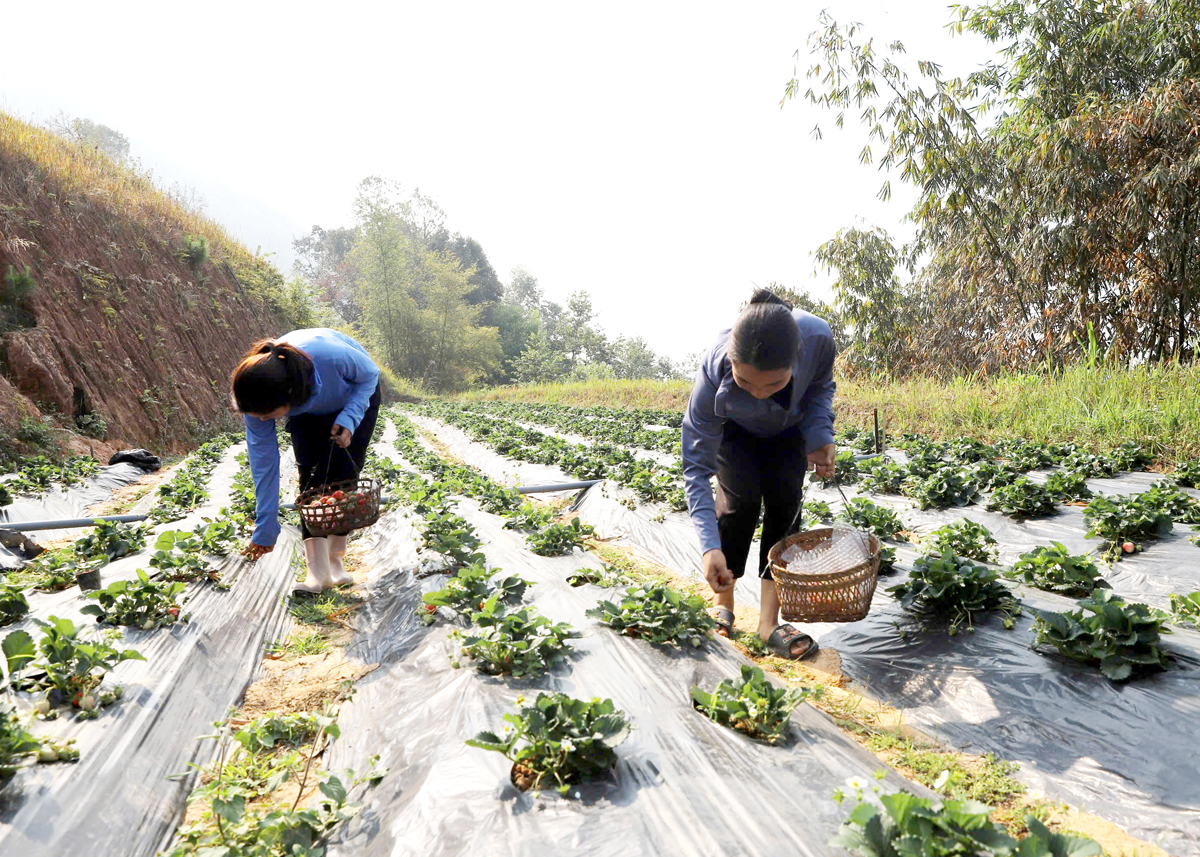 Hà Giang: Hoàng Su Phì đa dạng sinh kế trong giảm nghèo