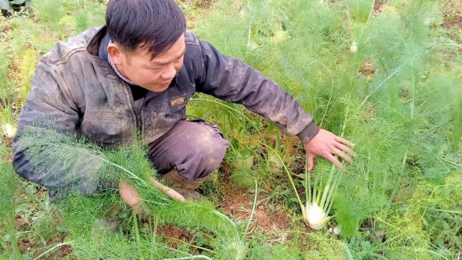 Hà Giang: “Đồng ra, đồng vào” từ vườn rau xanh