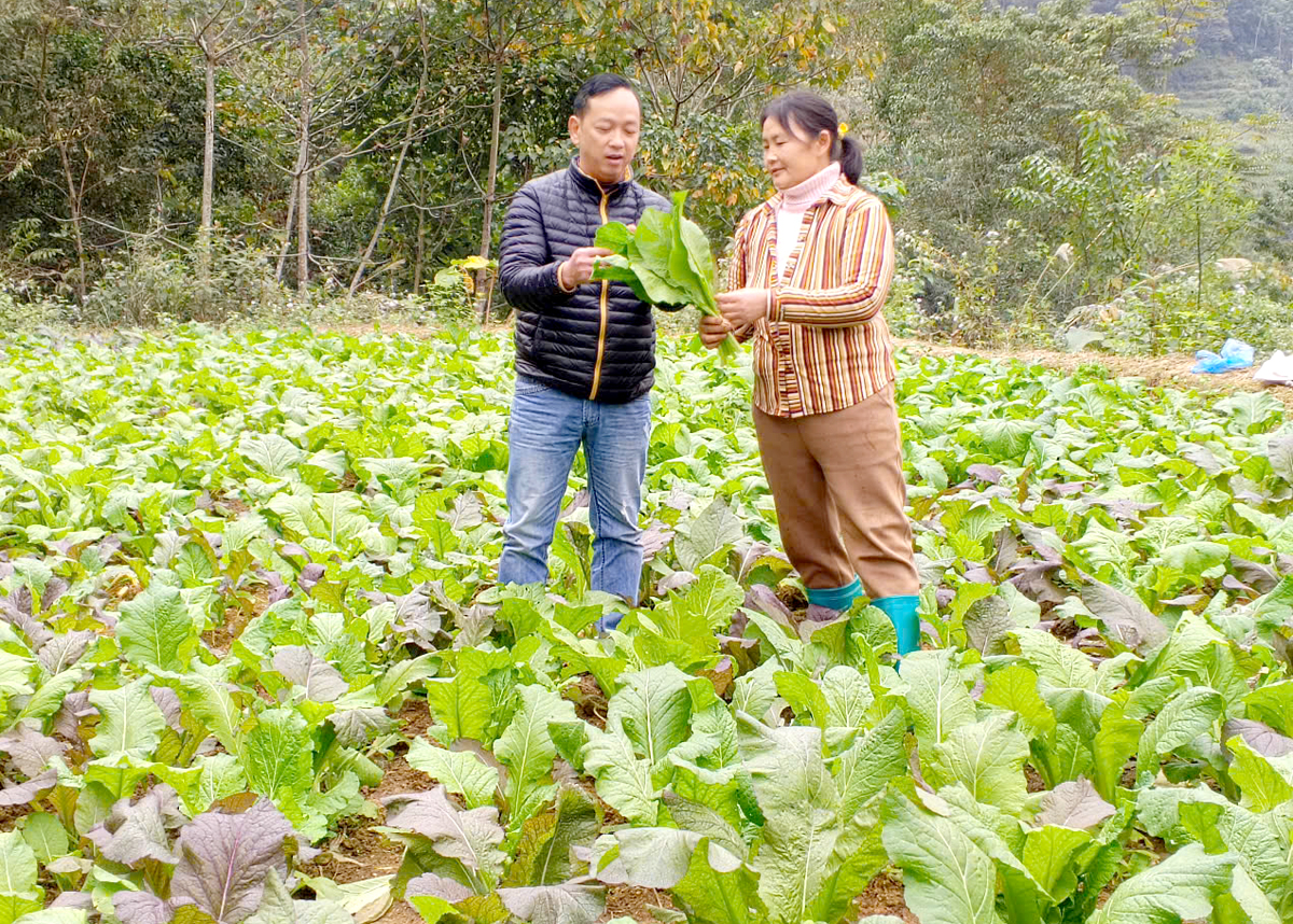 Hà Giang: “Đồng ra, đồng vào” từ vườn rau xanh