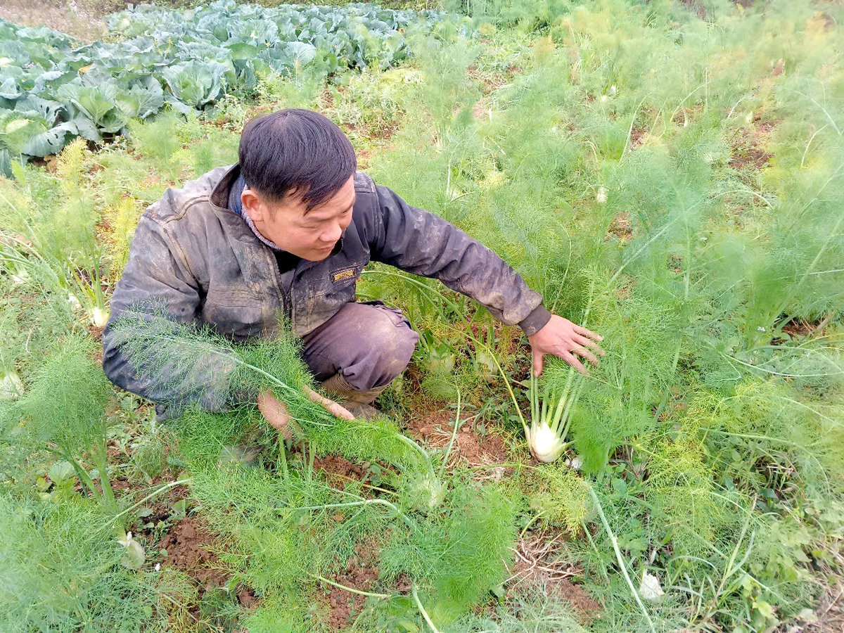 Hà Giang: “Đồng ra, đồng vào” từ vườn rau xanh