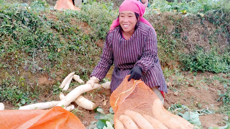 Hà Giang: Xín Mần phát triển vững chắc các chuỗi liên kết trong sản xuất nông nghiệp