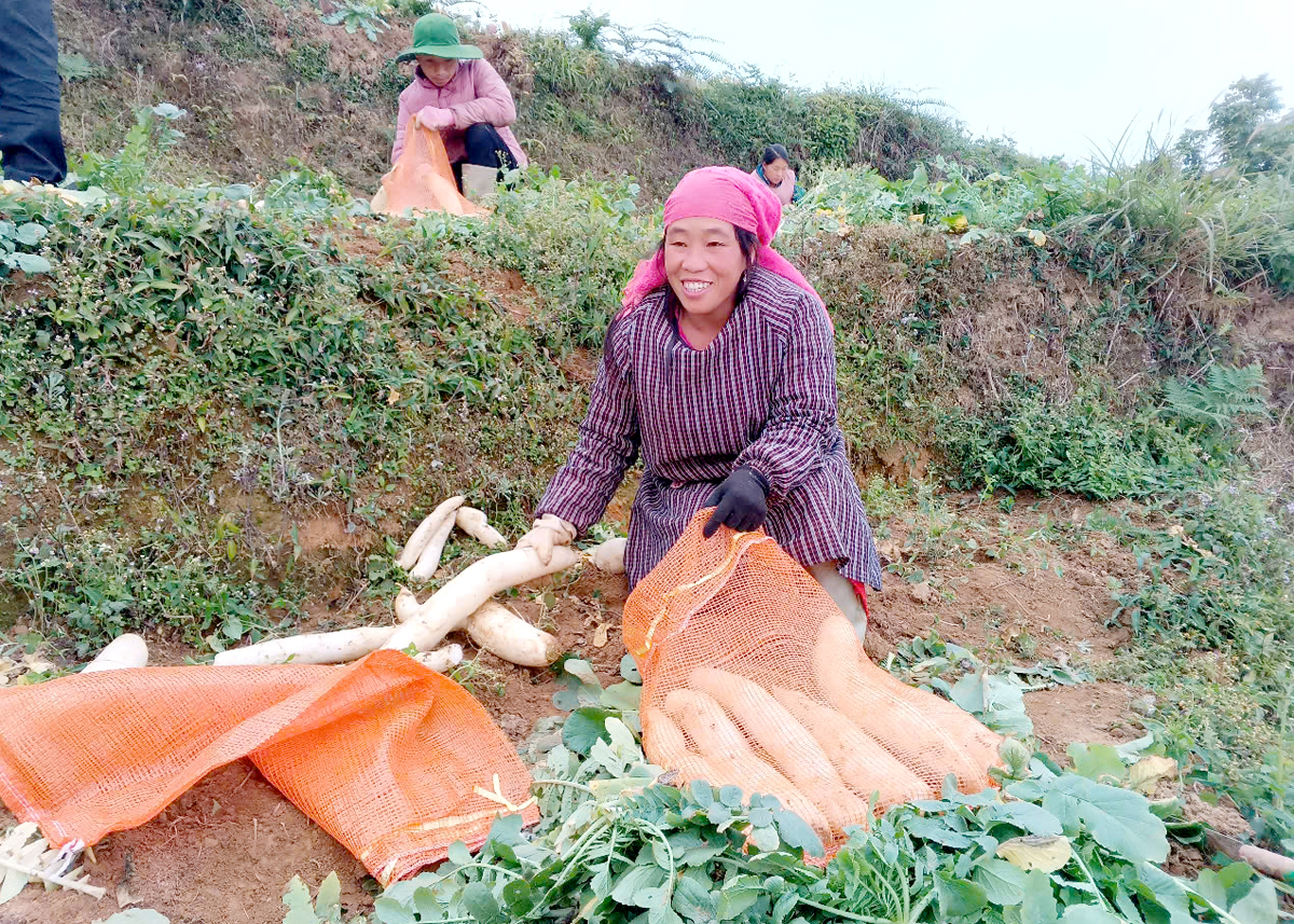 Hà Giang: Xín Mần phát triển vững chắc các chuỗi liên kết trong sản xuất nông nghiệp