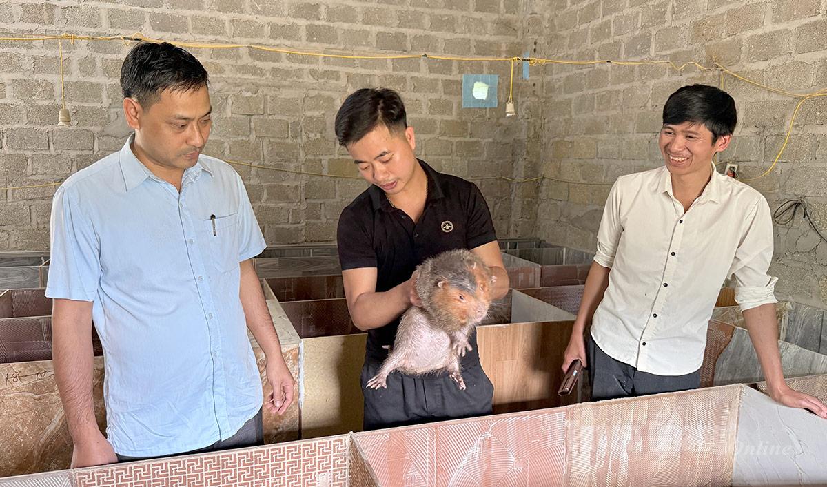 Tuyên Quang: Khởi nghiệp từ mô hình nuôi dúi má đào