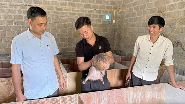 Tuyên Quang: Khởi nghiệp từ mô hình nuôi dúi má đào