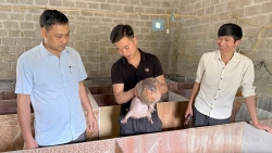 Tuyên Quang: Khởi nghiệp từ mô hình nuôi dúi má đào