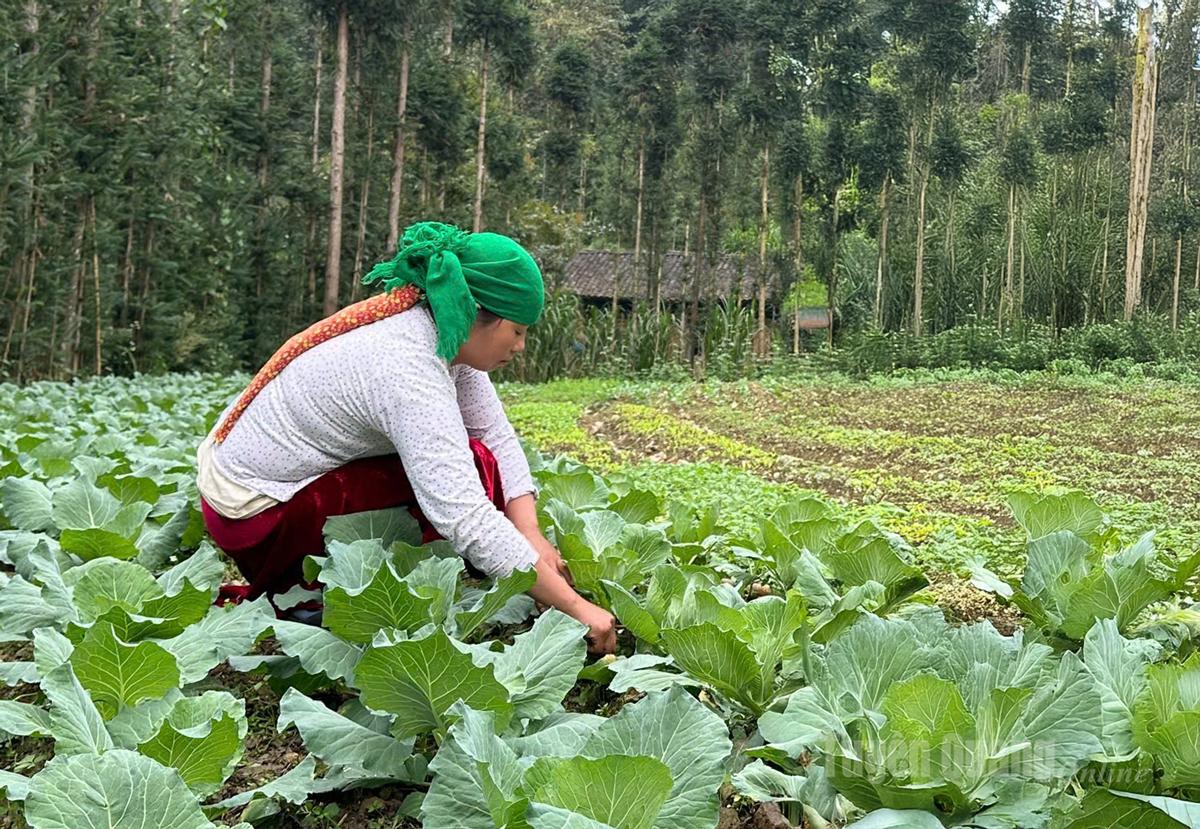 Tuyên Quang: Rau xanh Sà Phìn Tuyên Quang: Rau xanh Sà Phìn