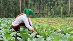 Tuyên Quang: Rau xanh Sà Phìn