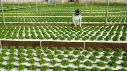 Lâm Đồng: Xã Ka Ðô tạo đột phá bằng nông nghiệp thông minh