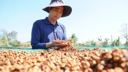 Đưa cà phê Lâm Đồng vào phân khúc cao cấp