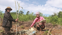 Buôn Thung hôm nay