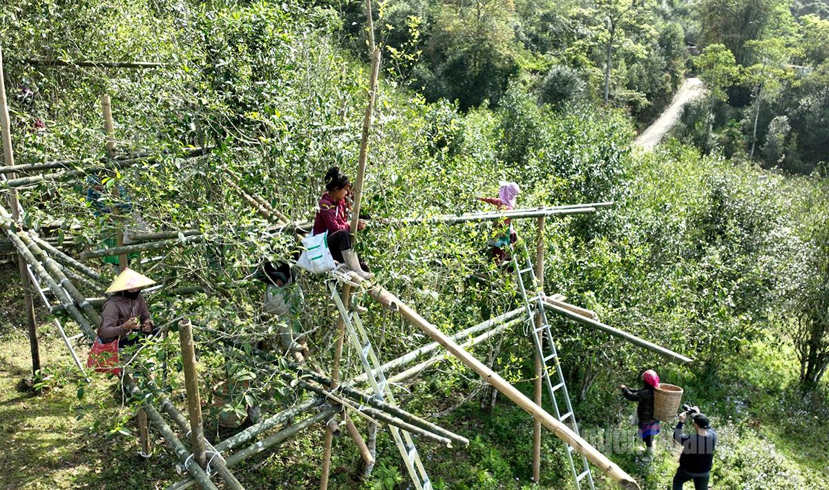 Tuyên Quang: Nâng cao giá trị chè Shan tuyết trên đỉnh Chiêu Lầu Thi