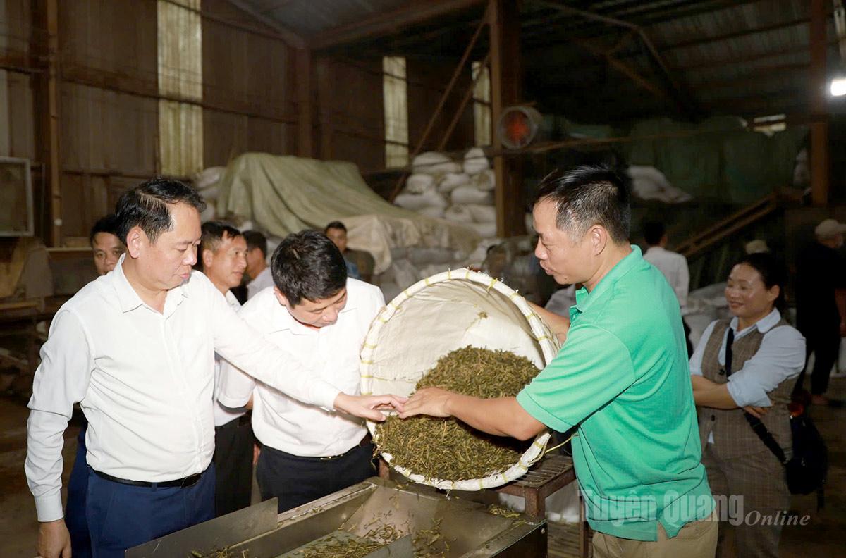 Tuyên Quang: Nâng cao giá trị chè Shan tuyết trên đỉnh Chiêu Lầu Thi