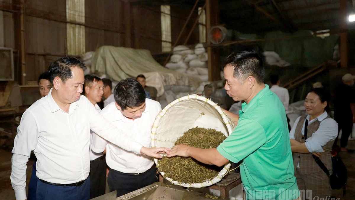 Tuyên Quang: Nâng cao giá trị chè Shan tuyết trên đỉnh Chiêu Lầu Thi