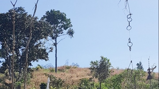 Lâm Đồng: Lúa mẹ thơm vàng ở miền ruộng núi