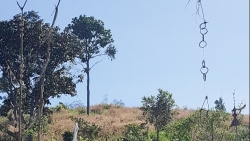 Lâm Đồng: Lúa mẹ thơm vàng ở miền ruộng núi